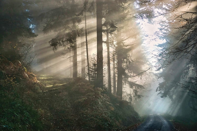 Whispering Woods